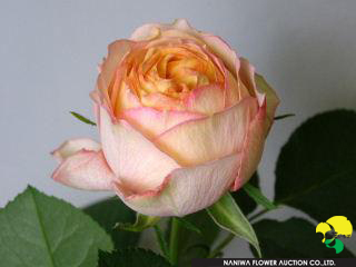 Rosa Baby Romantica.jpg